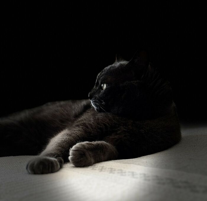 Black cat lying in soft light, featured in award-winning black-and-white photos from the 2025 Exposure One Awards.