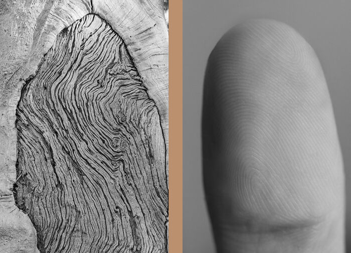 Close-up black-and-white photos showing wood grain patterns and a human fingerprint texture detail.