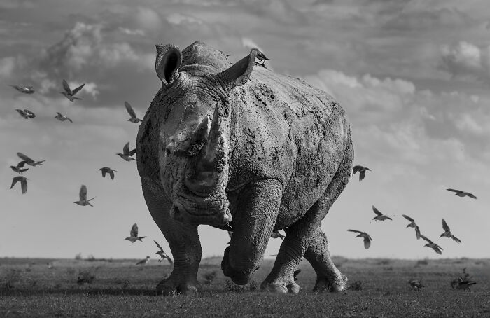Black-and-white photo of a rhino walking on grass with birds flying around, featured in exposure one awards.