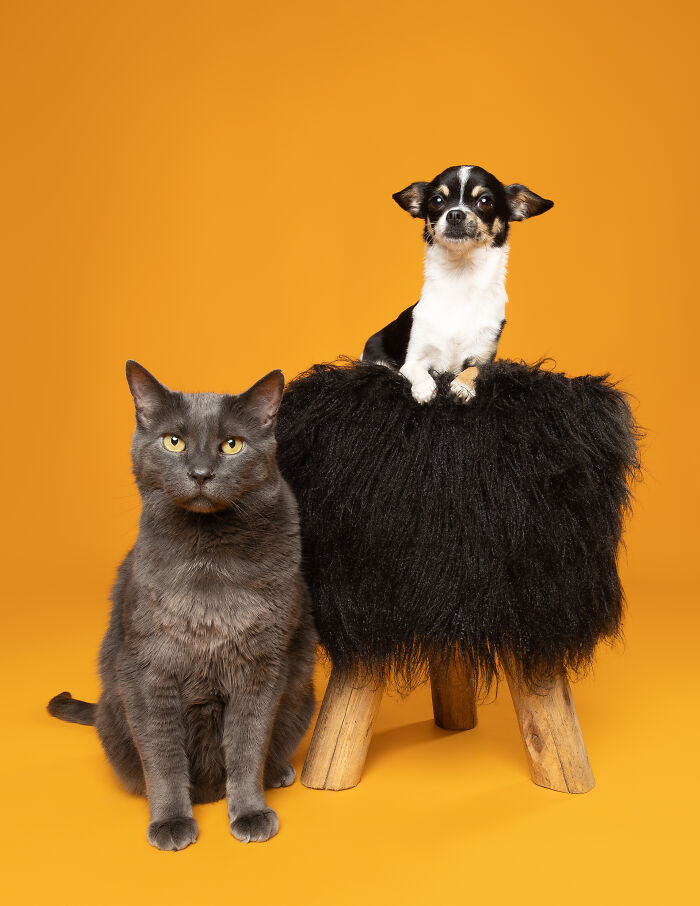 Golden retriever and gray tabby cat sitting together on orange background, creative pet photos for awards.