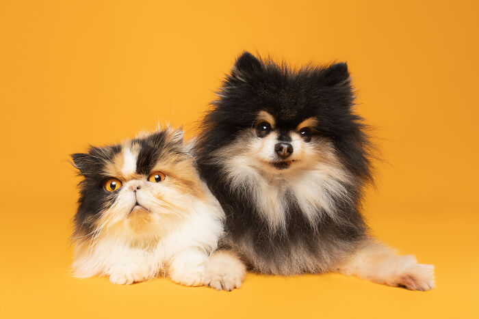 Golden retriever and gray tabby cat sitting together on orange background, creative pet photos for awards.
