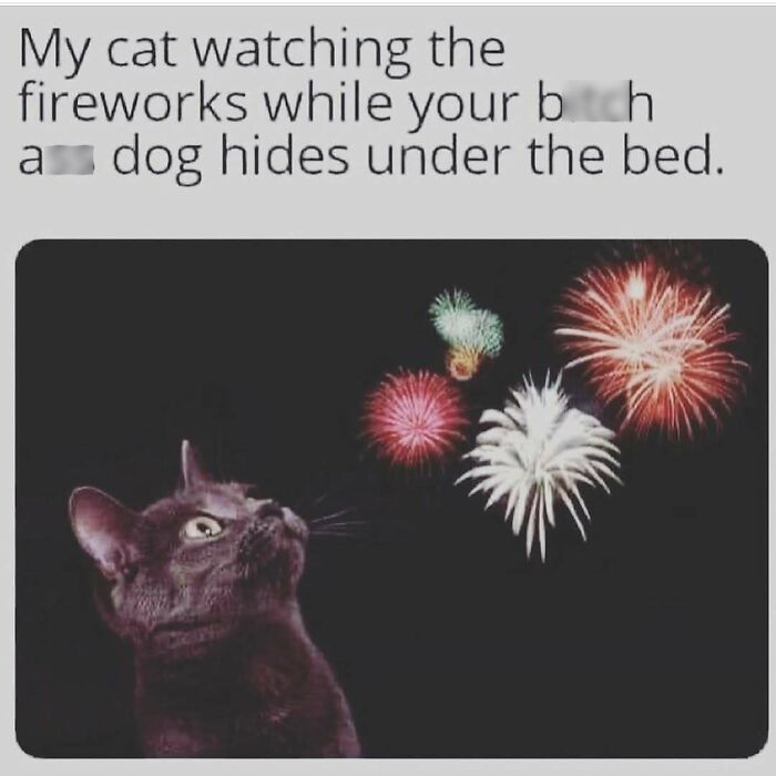 Cat watching colorful fireworks with a funny caption, relatable funny memes to balance out everything going wrong today.