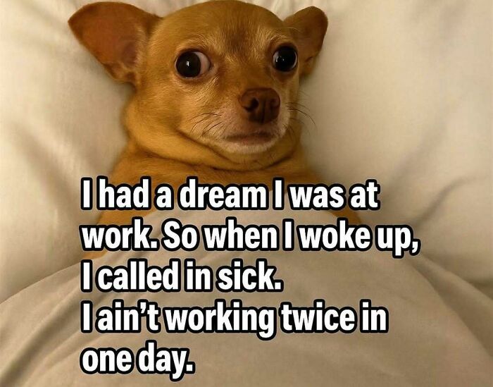 Small brown dog with wide eyes lying on a pillow, captioned with a humorous introvert meme about calling in sick.