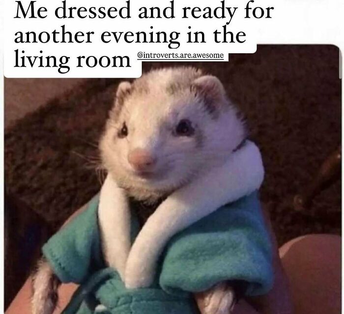 Ferret dressed in a cozy robe, humorously representing introvert memes about relaxing after socializing.