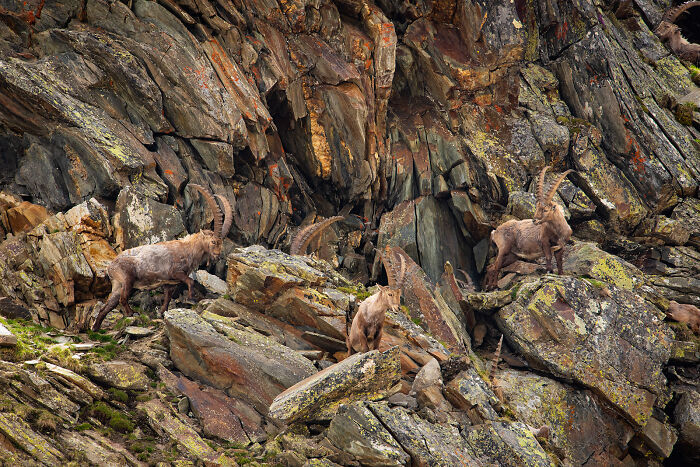 Wildlife and nature shot of mountain goats navigating rocky terrain with rugged cliffs in the background by Andrea Zampatti