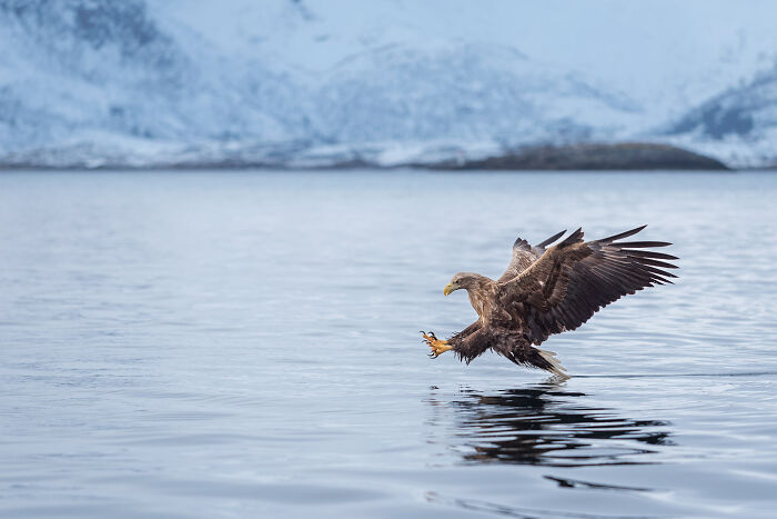 Eagle with outstretched wings swooping low to catch prey on water in a stunning wildlife and nature shot.