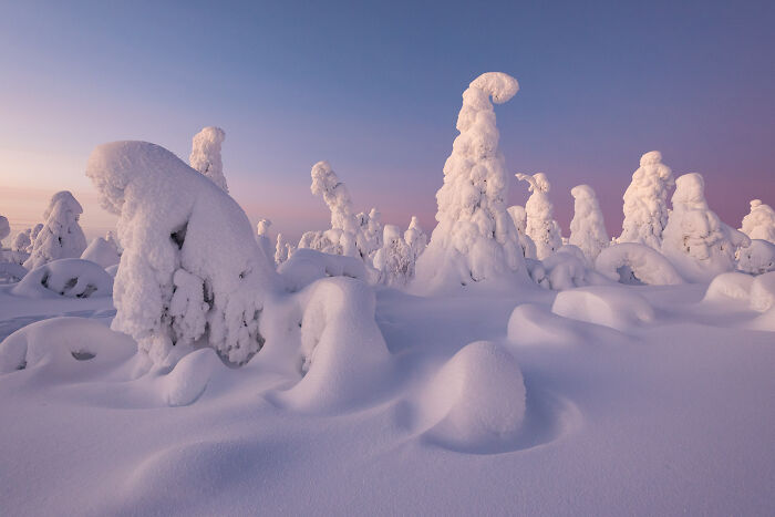 Snow-covered trees in a serene winter landscape showcasing stunning wildlife and nature shots at sunrise.