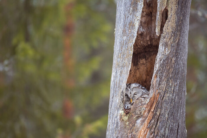 Owl resting inside a hollow tree trunk captured in stunning wildlife and nature shots by Andrea Zampatti.