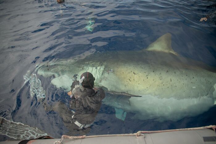Diver in water next to a giant shark, showcasing one of the largest animals so giant it’s hard to believe they are real.