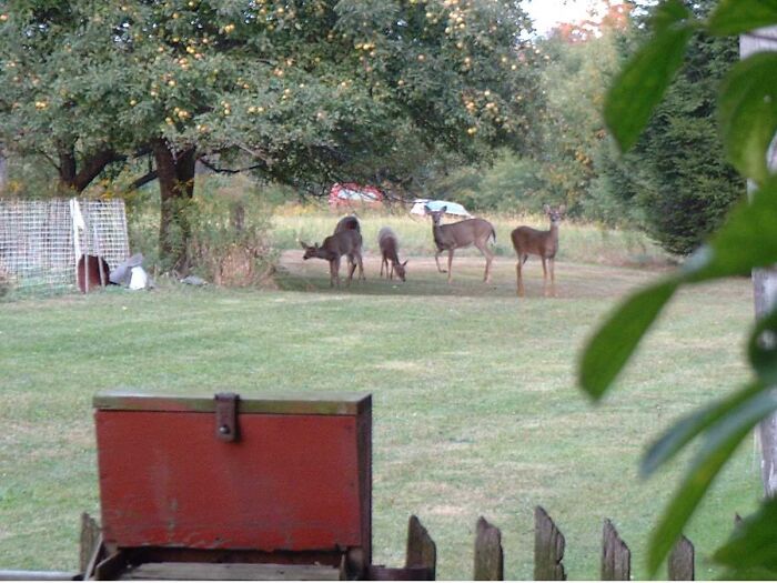 Five Deer Under Our Old Apple Tree