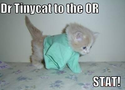 Dr-Tinycat-68cc89ba4e42b.jpg