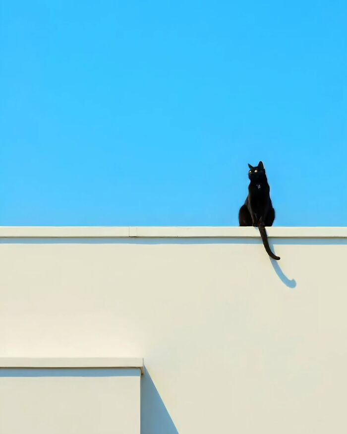 Black cat sitting on minimalist white rooftop against clear blue sky, capturing a dreamy peaceful escape vibe.