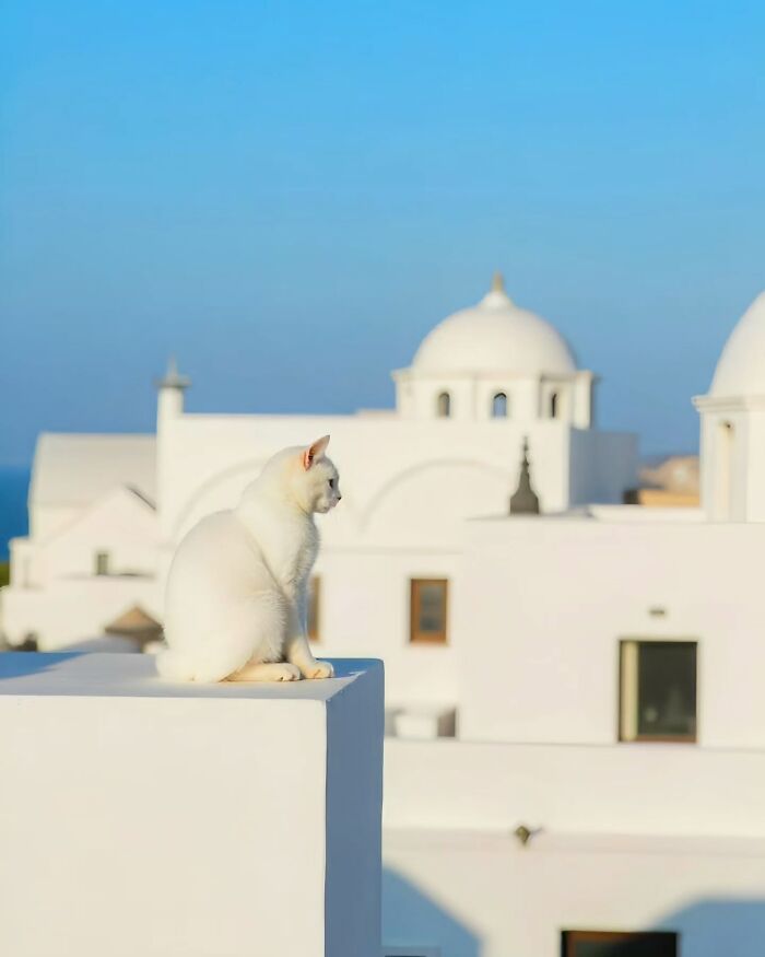 White cat sitting on a rooftop with minimalist white buildings and a clear blue sky, evoking a peaceful escape.