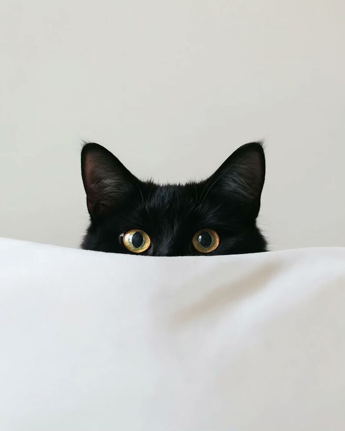Black cat peeking over a white surface in a minimalist photo that evokes a peaceful and dreamy escape.