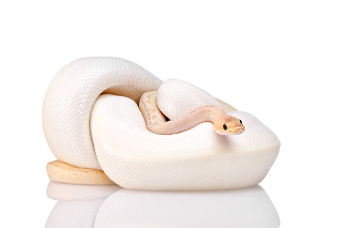 Close-up of a white snake showcasing creative pet photography for International Pet Photography Awards winners.