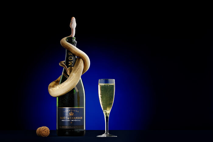 Close-up of a white snake showcasing creative pet photography for International Pet Photography Awards winners.