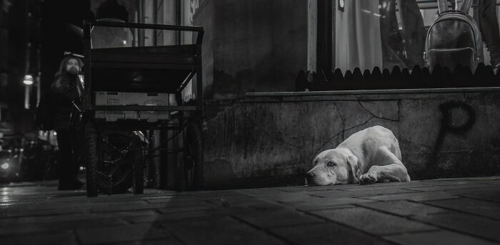 Stray dog resting on the sidewalk at night, surrounded by pedestrians, showcasing heartwarming and creative pet photography.