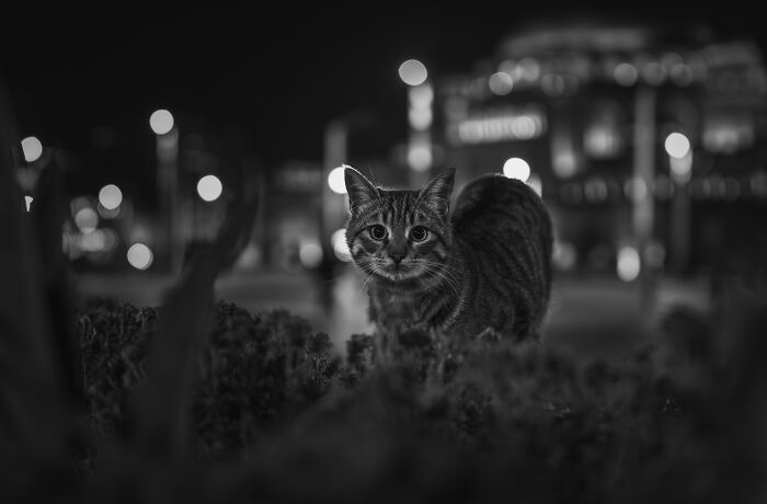 Stray dog resting on the sidewalk at night, surrounded by pedestrians, showcasing heartwarming and creative pet photography.