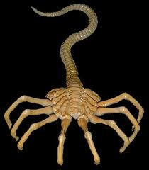 Facehugger.jpg