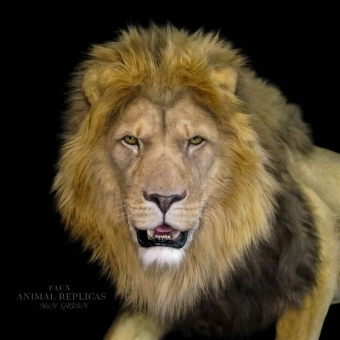 Realistic animal sculpture of a lion crafted with synthetic materials by two artists without harming wildlife.