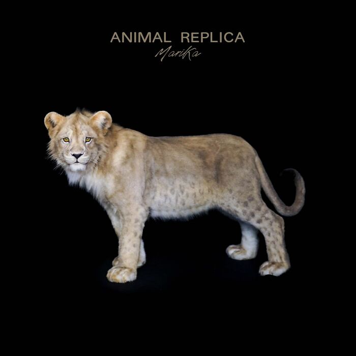 Realistic animal sculpture of a young lion crafted with synthetic materials without harming wildlife on black background.