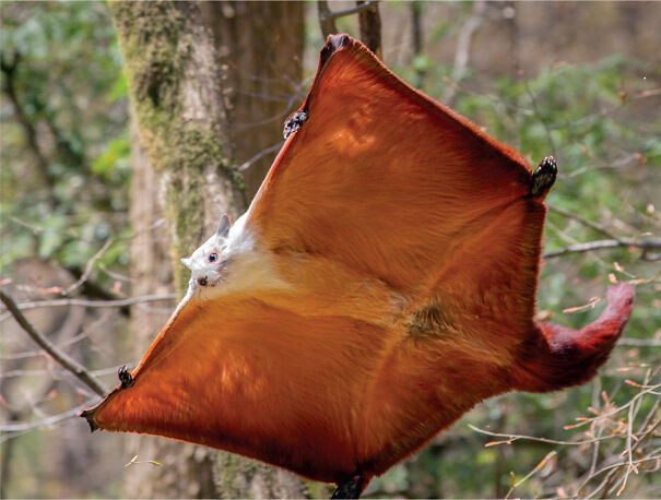 Flying_Squirrel2C_Red-and-white_Giant.jpg