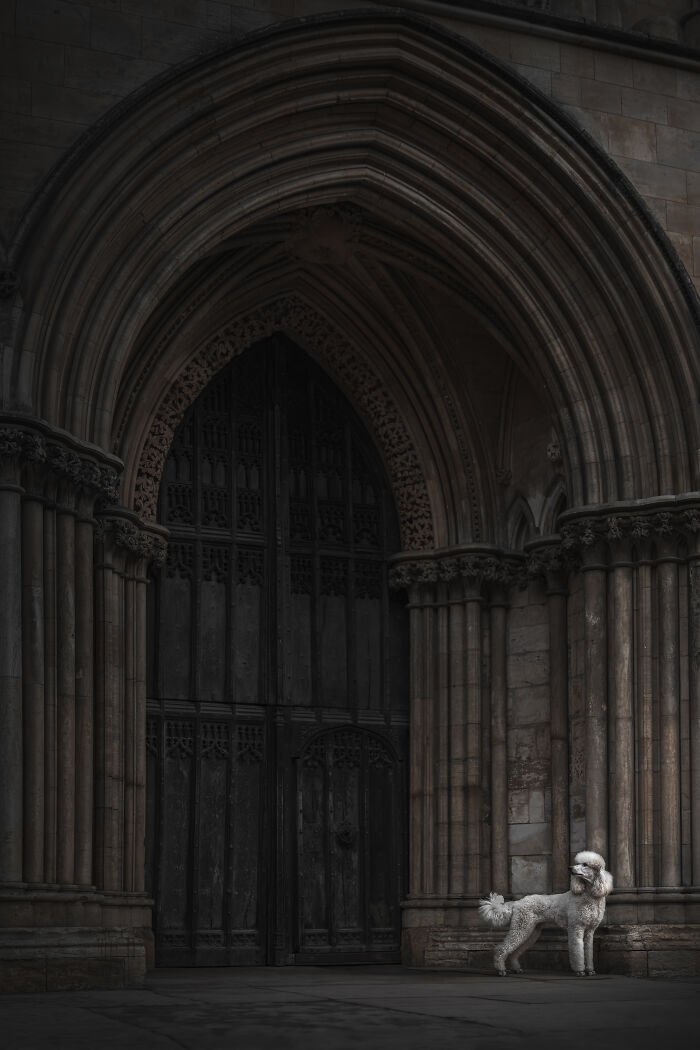 A heartwarming pet photo of a dog standing on a wooden platform near a blurred stone bridge background.