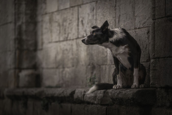 Silhouetted dog standing in warm light, showcasing heartwarming and creative pet photos with artistic shadows and soft tones.
