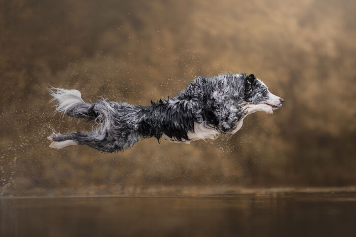 Border collie mid-air catching orange frisbee in creative pet photo showcasing heartwarming pet photography awards winner.