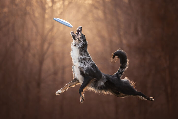 Border collie mid-air catching orange frisbee in creative pet photo showcasing heartwarming pet photography awards winner.