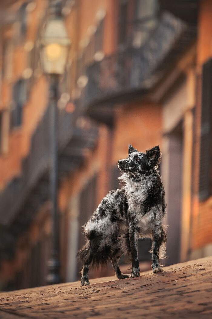 Black dog standing on rocky terrain in a heartwarming and creative pet photo from the 2025 photography awards.
