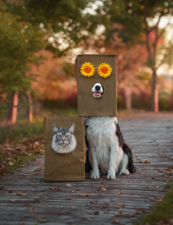Two dogs sitting in cars sharing a red umbrella with heart decorations in a creative pet photography scene.