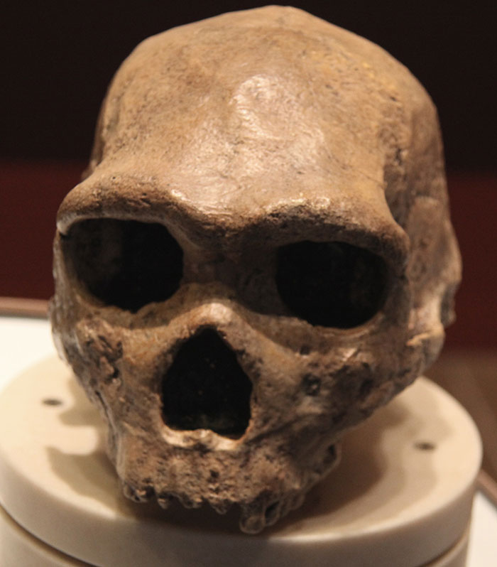 Petralona Man skull displayed in a museum, showing distinct ancient human features and weathered bone texture. Petralona Man skull displayed in a museum, showing distinct ancient human features and weathered bone texture.