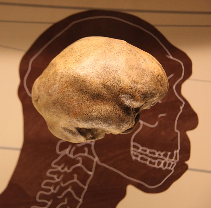 Petralona Man skull displayed above an outlined human profile on a brown background in a museum exhibit. Petralona Man skull displayed above an outlined human profile on a brown background in a museum exhibit.