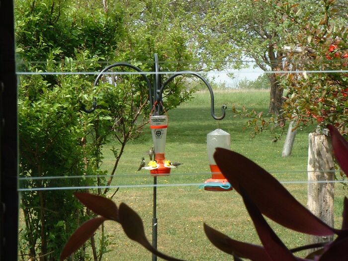 Three Hummingbirds At The Feeder Outside Our Farmhouse