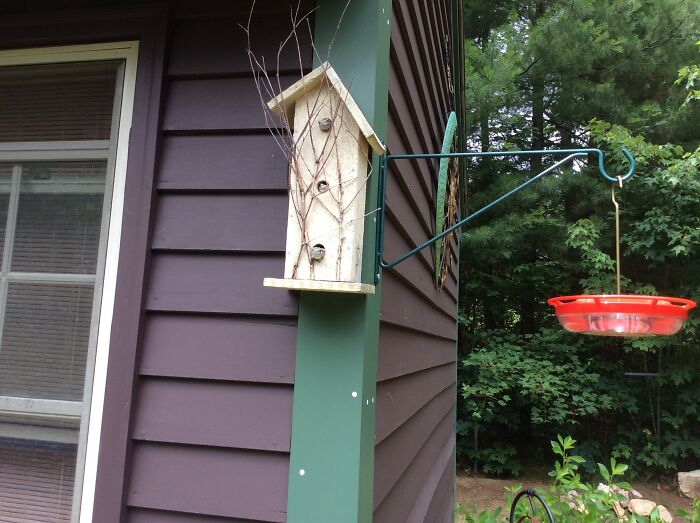 Papa, Mama And Baby Tree Frogs Enjoying A Summer Day In New Hampshire
