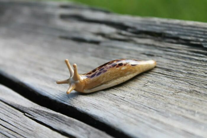 Tiny Glass Slugs I Crafted (8 Pics)
