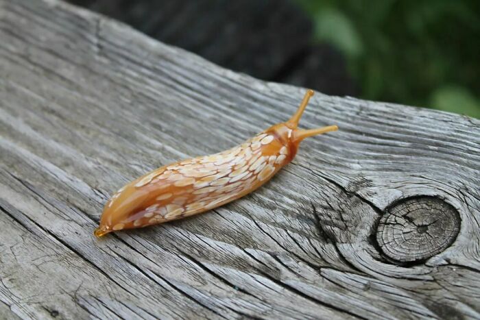 Tiny Glass Slugs I Crafted (8 Pics)