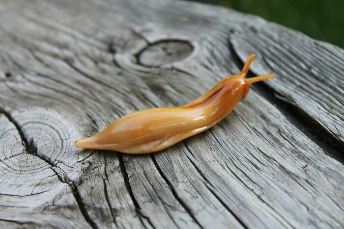 Tiny Glass Slugs I Crafted (8 Pics)