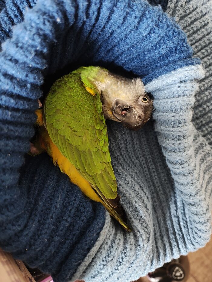 My Senegal Parrot Is A Goofball :))