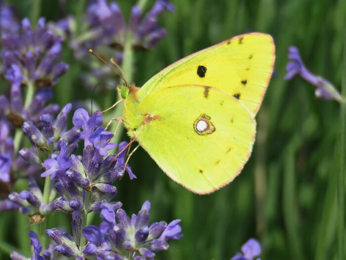Butterfly On A Lavender