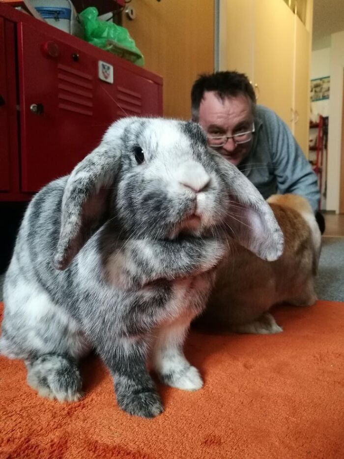 Large gray and white rabbit on an orange carpet with a man and another animal blurred in the background, showing giant animals.