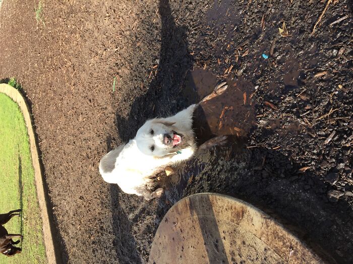 He Loves Laying In Puddles