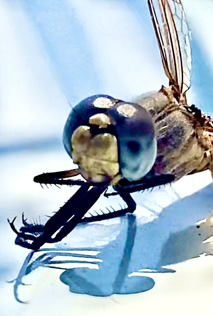 Dragonfly Face