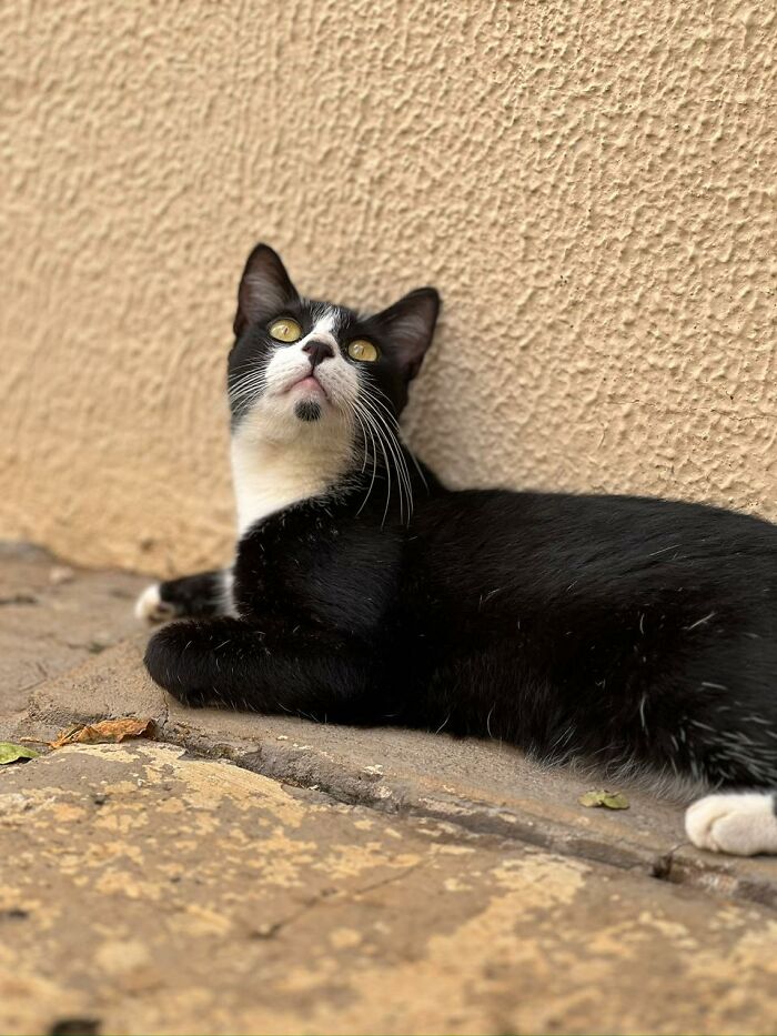 Black and white cat resting on stone floor, showcasing stray cats enjoying a tiny condo created from a car by a caring woman Black and white cat resting on stone floor, showcasing stray cats enjoying a tiny condo created from a car by a caring woman