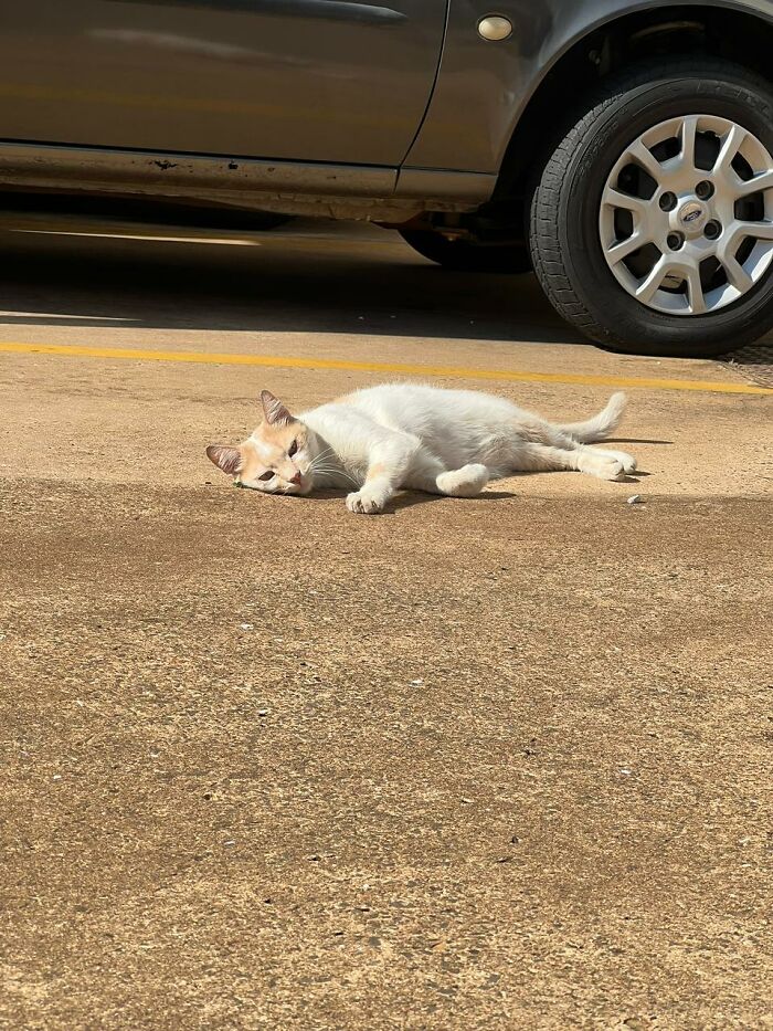 Stray cat lying on pavement near a parked car, highlighting tiny condo inspired shelter for three stray cats. Stray cat lying on pavement near a parked car, highlighting tiny condo inspired shelter for three stray cats.