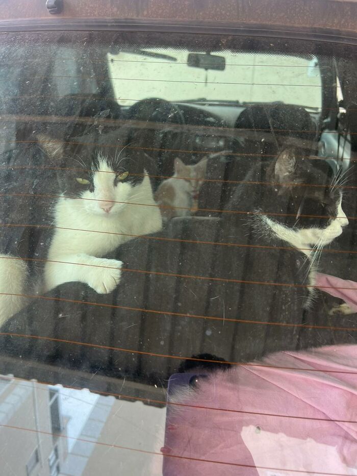 Three stray cats resting inside a car turned into a tiny condo by a woman, seen through the rear window. Three stray cats resting inside a car turned into a tiny condo by a woman, seen through the rear window.