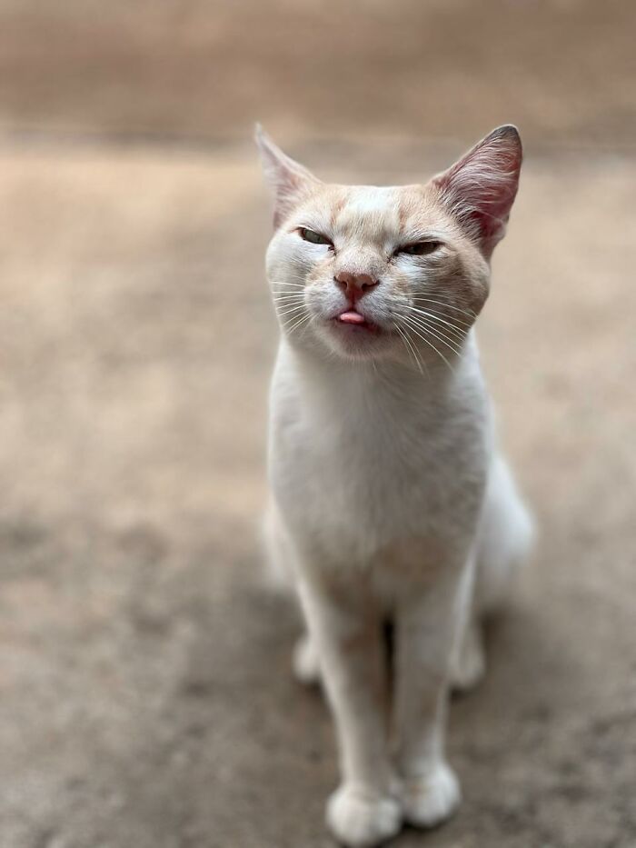 A close-up of a stray cat sitting outdoors, one eye partially closed, highlighting the tiny condo created for cats. A close-up of a stray cat sitting outdoors, one eye partially closed, highlighting the tiny condo created for cats.