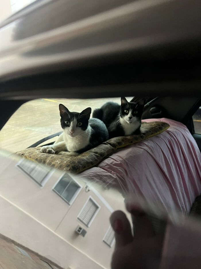 This Woman Refused To Let Stray Cats Be Displaced, So She Bought A Car For Them This Woman Refused To Let Stray Cats Be Displaced, So She Bought A Car For Them