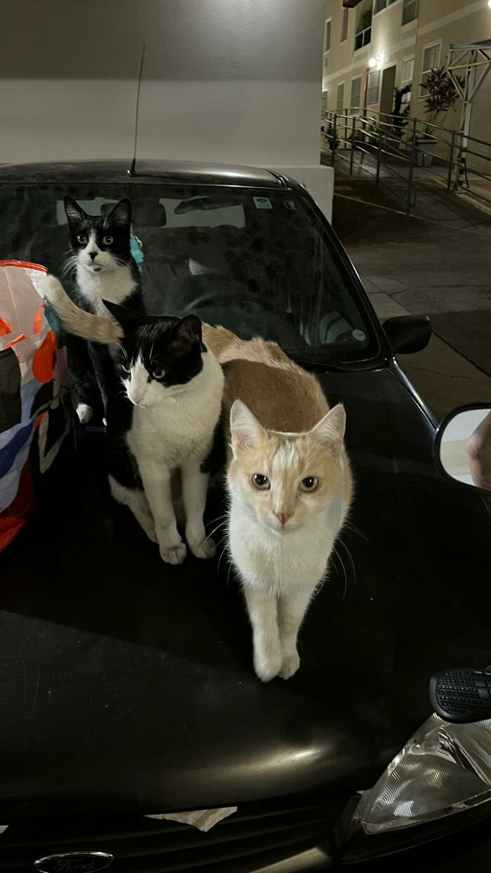 Three stray cats sitting on the hood of a black car turned into a tiny condo by a caring woman at night. Three stray cats sitting on the hood of a black car turned into a tiny condo by a caring woman at night.